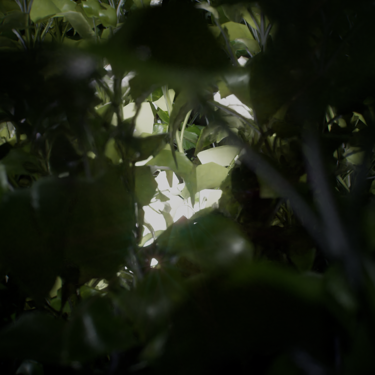 Selvatico — Music Video for Personal, 2026 (03)